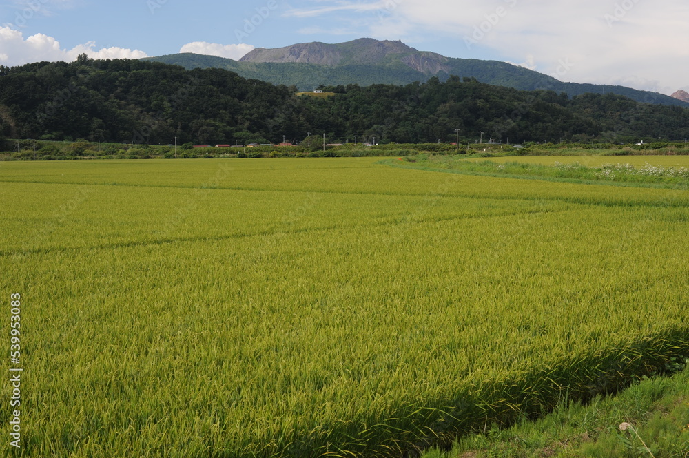 Green rural landscape with rice fields and Usu volcano on a sunny day with blue sky in Hokkaido island, northern Japan, Asia