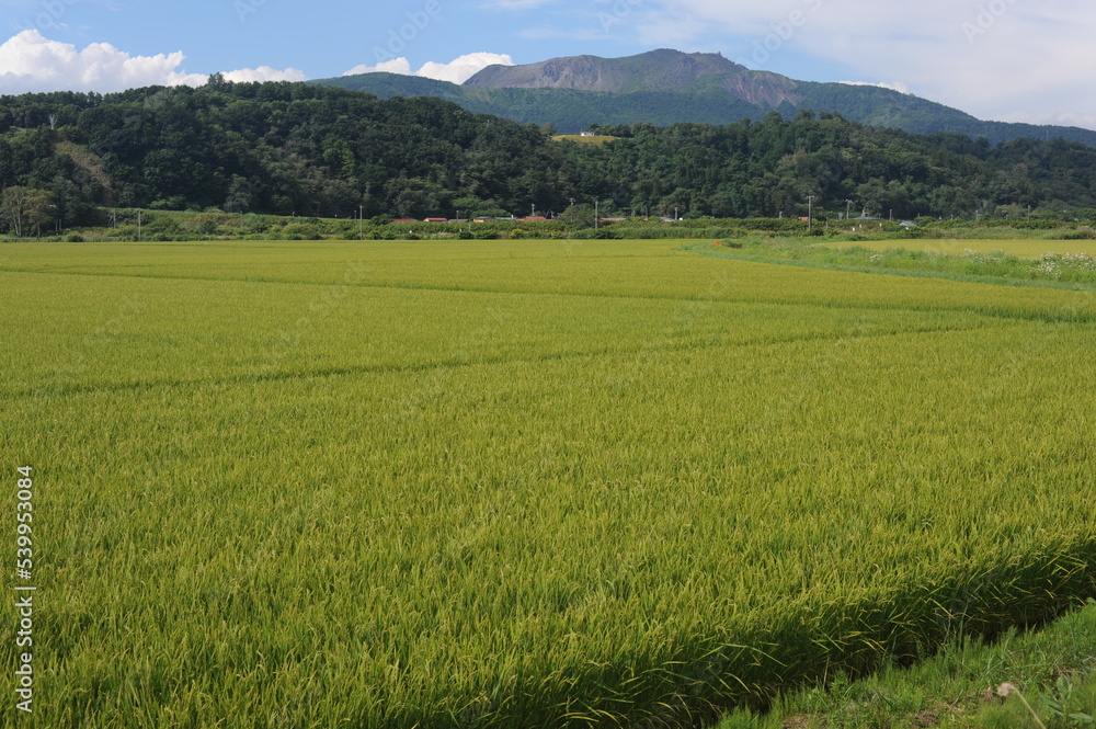 Green rural landscape with rice fields and Usu volcano on a sunny day with blue sky in Hokkaido island, northern Japan, Asia Green rural landscape with rice fields and Usu volcano on a sunny day with blue sky in Hokkaido island, northern Japan, Asia