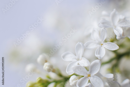 white lilac flower branch on a purple background with copy space for your text