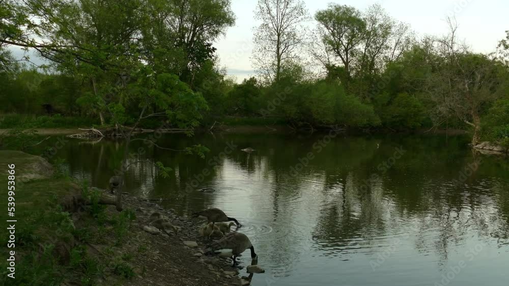 Goose fowl family drinking by the flowing river. pan shot. 4K video. Goose fowl family drinking by the flowing river. pan shot. 4K video.