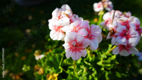 Schöne weiß Pinke Blumen