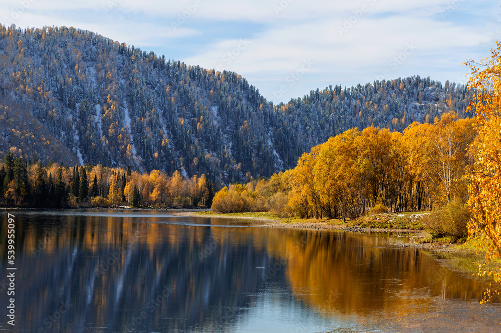 View of the Biya River with autumn taiga on the banks and reflection in the water. Gorny Altai, Russia