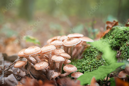 Honey mushrooms. A group of edible mushrooms growing on a stump in the autumn forest. photo