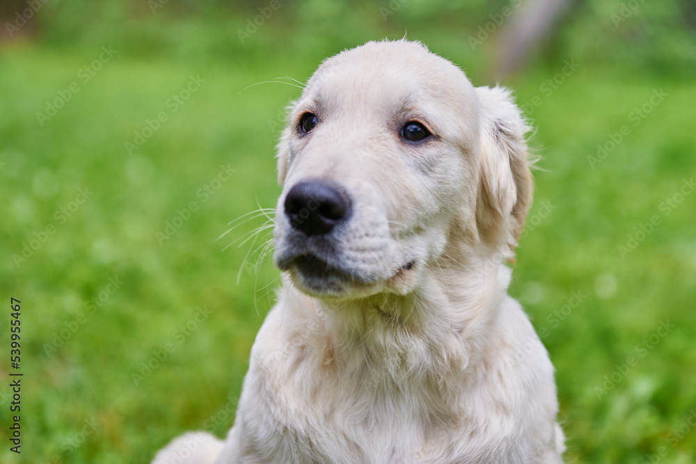 golden retriever portrait