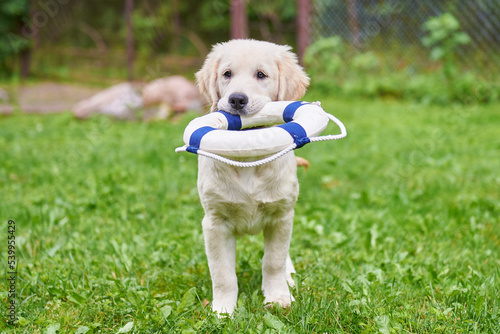 Golden retriever puppy playing on the green lawn