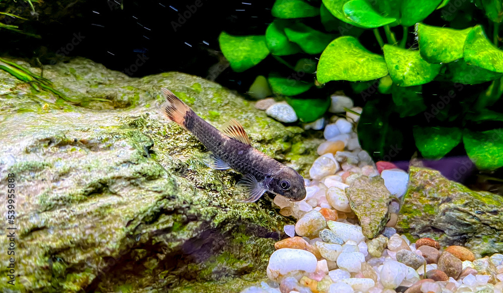 Obraz premium Aquarium fish Garra flavatra - Panda Garra on the stone in the green plant aquarium with Anubias plants. 
