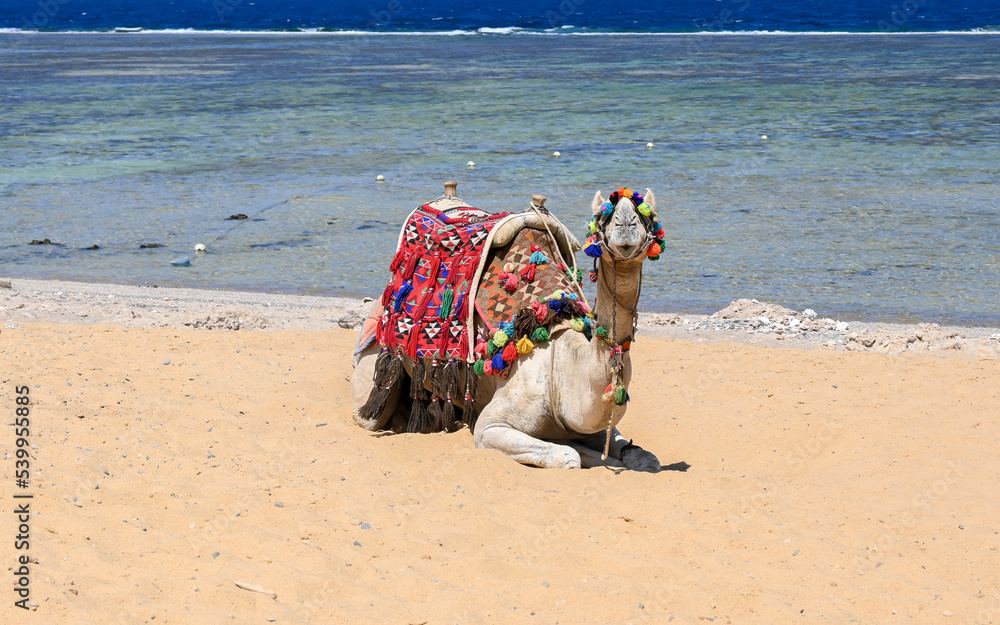 Fototapeta premium A camel on a beach without people.