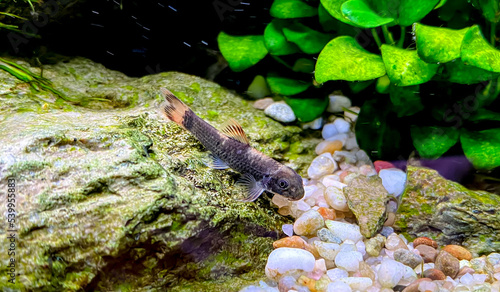 Aquarium fish Garra flavatra - Panda Garra on the stone in the green plant aquarium with Anubias plants.
 photo