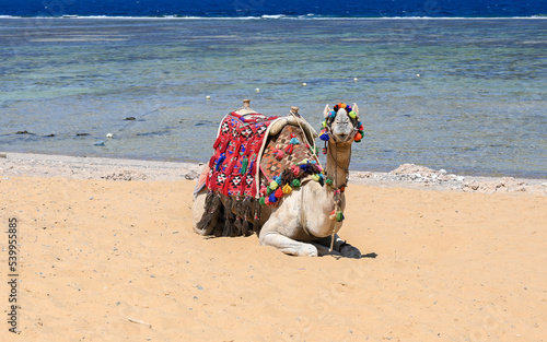 A camel on a beach without people.
