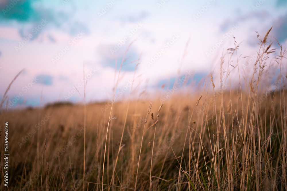 Dune grass in the wind Dune grass in the wind