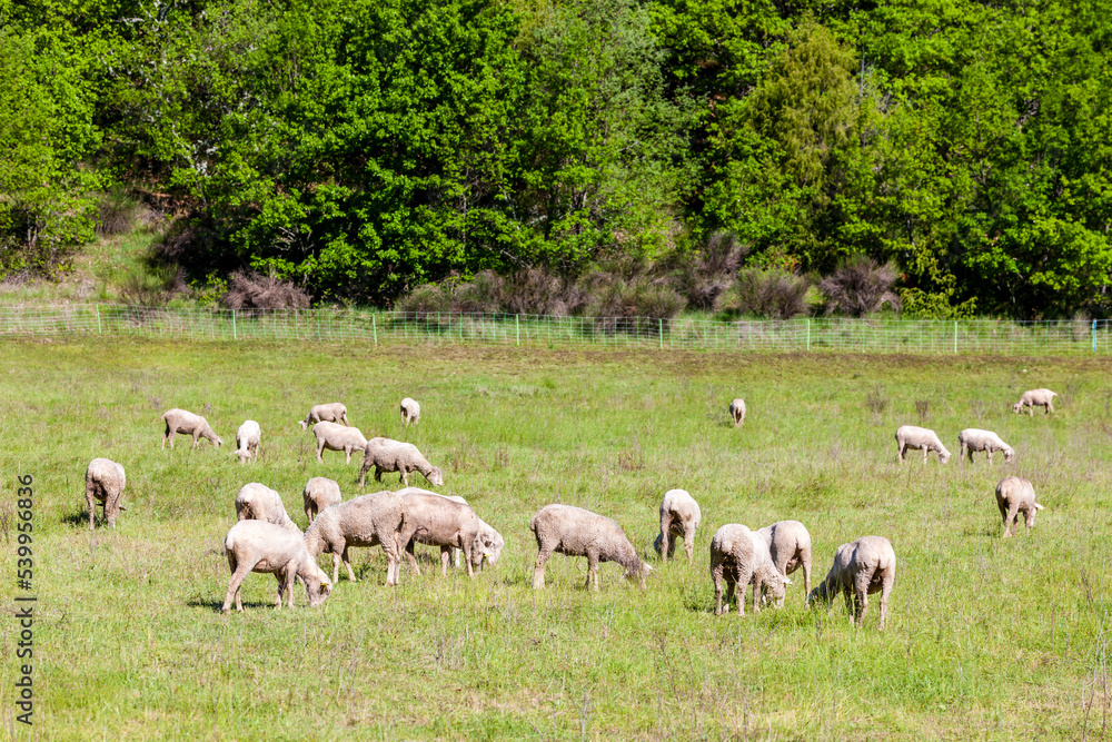herd of sheep on the meadow herd of sheep on the meadow