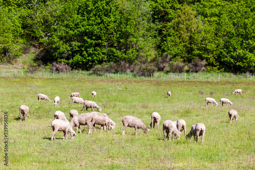 herd of sheep on the meadow