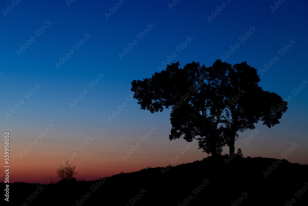 ARBOL A CONTRALUZ EN UN ATARDECER DE OTOÑO ARBOL A CONTRALUZ EN UN ATARDECER DE OTOÑO