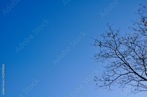 Branche d arbre dans le ciel bleu