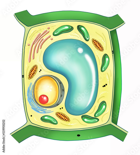 plant cell structure photo