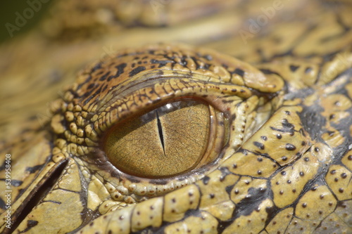 Crocodile eye close up