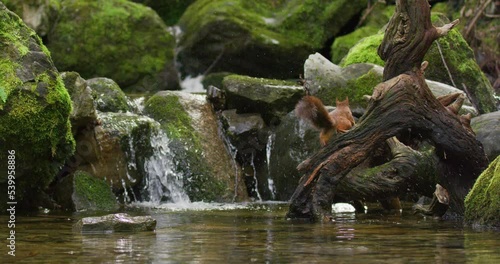 Red squirrel jump from a rock and shake off water