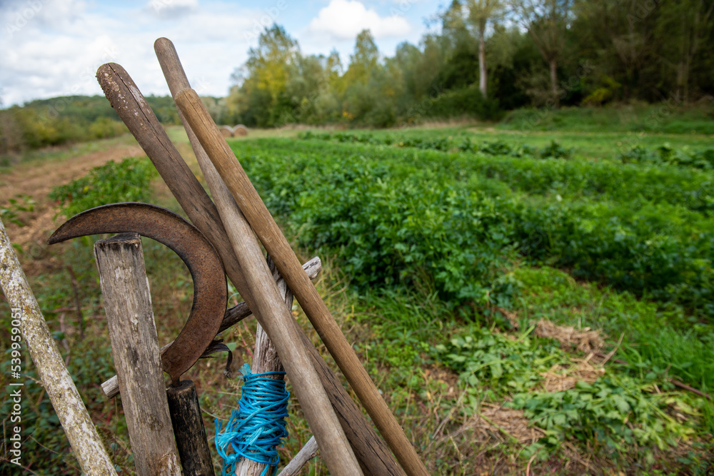 Fototapeta premium jardin de légumes ancien