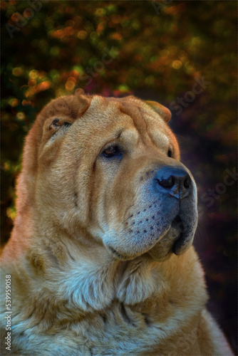 Autumn portrait of a dog