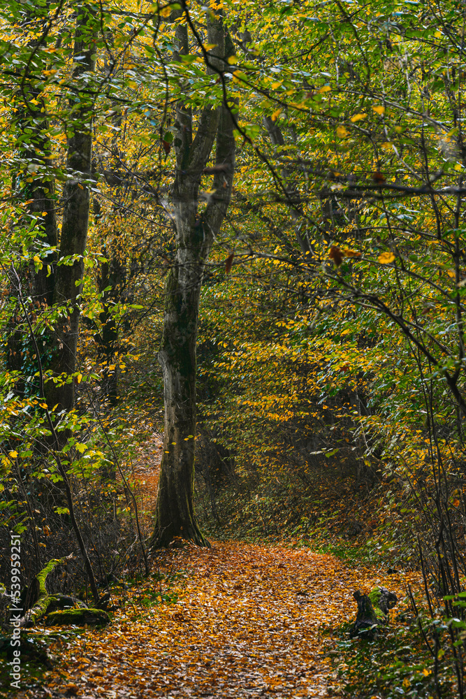 Herbstwald Marburg Dammelsberg