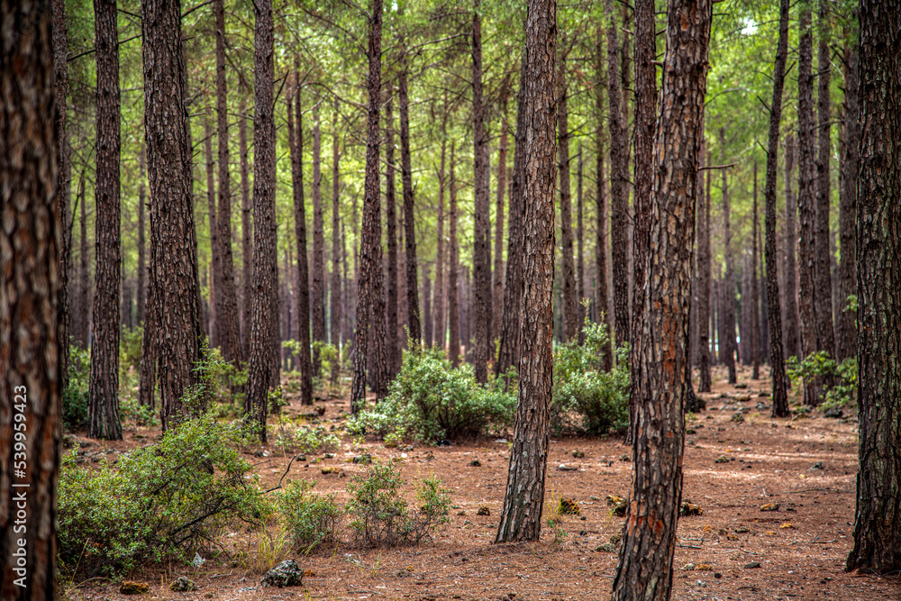 Fototapeta premium Sunset view of forest focused on single tree in pine tree forest in autumn. selective focus