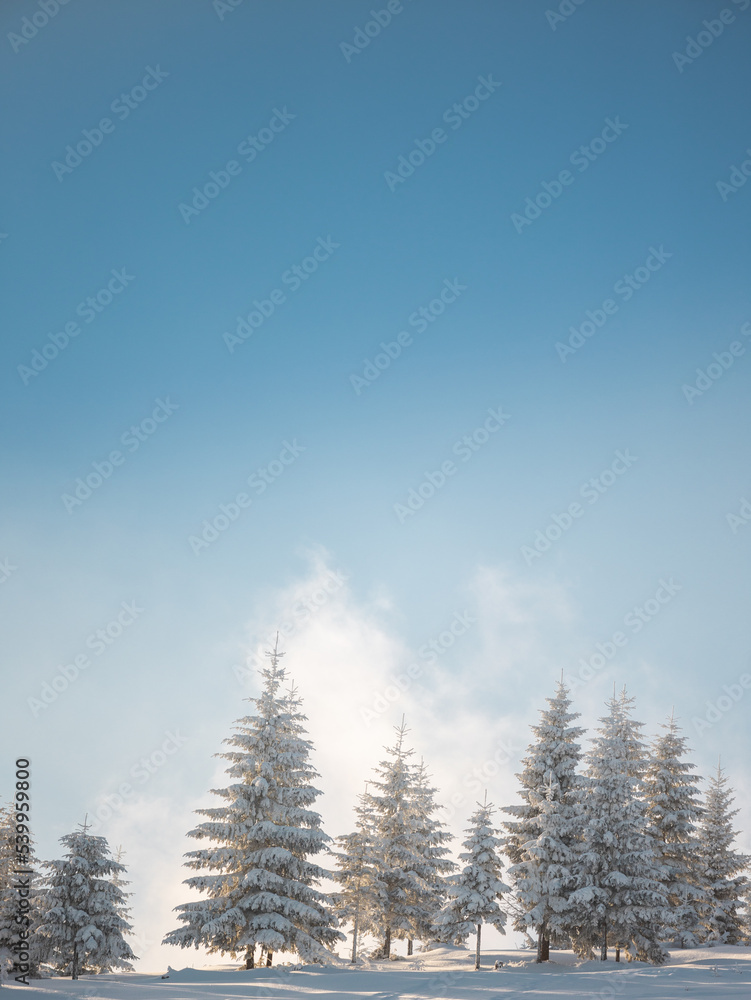 coniferous trees covered with snow during sunset coniferous trees covered with snow during sunset