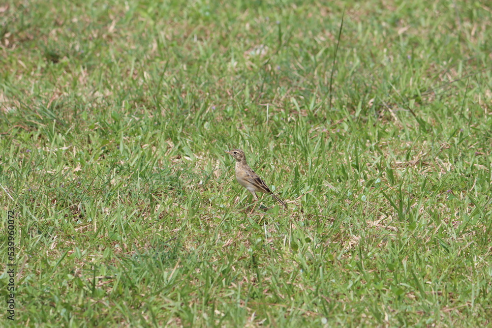 Obraz premium The African pipit (Anthus cinnamomeus) is a fairly small passerine bird belonging to the pipit genus Anthus in the family Motacillidae. It is also known as the grassveld pipit or grassland pipit.