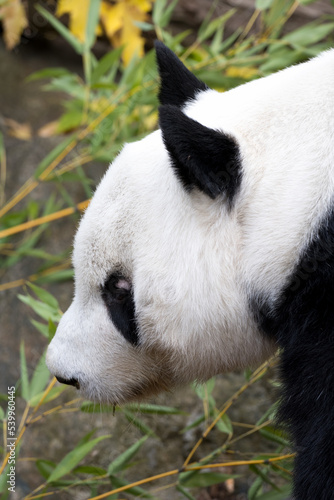 Fototapeta Naklejka Na Ścianę i Meble -  extreme closeup side black white panda bear