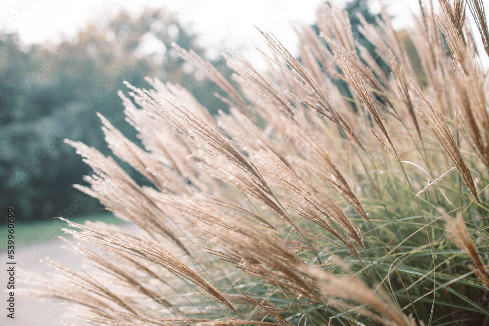 Fototapeta premium Abstract natural background of soft plants Cortaderia selloana. Pampas grass on a blurry bokeh, Dry reeds boho style. Fluffy stems of tall grass in winter