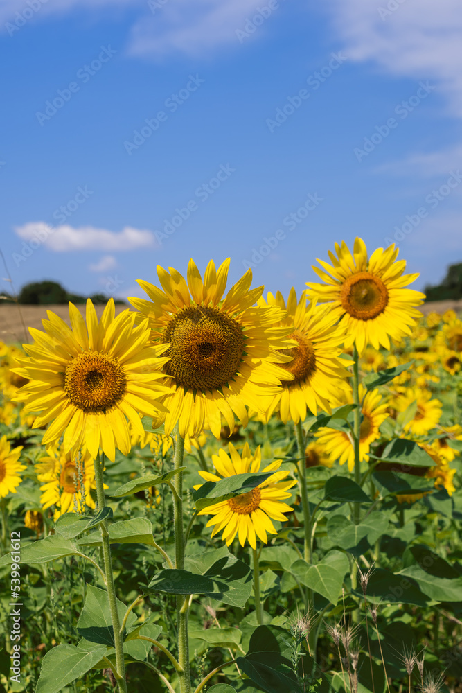Vertical shot of bright yellow sunflower (Helianthus annuus) inflorescences in their own field on hot summer morning against background of neighboring mowed field and blue sky with clouds