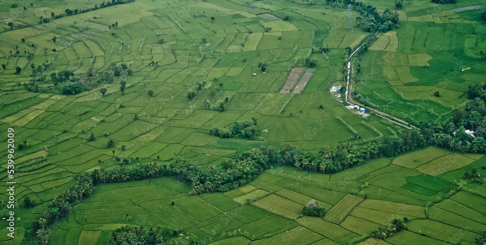 aerial view of rice fields