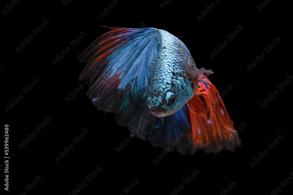 Blue color at swaying on black background ,Siamese fighting fish(Rosetail)(half moon),fighting fish,Betta splendens, clipping path Blue color at swaying on black background ,Siamese fighting fish(Rosetail)(half moon),fighting fish,Betta splendens, clipping path