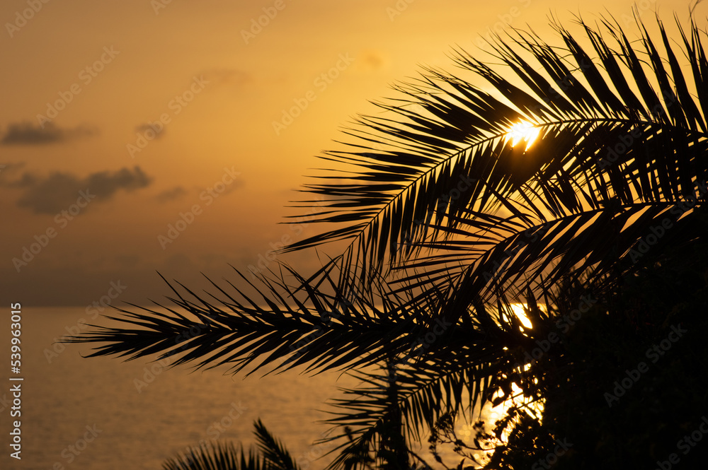 Palm trees and the sunset on the seaside