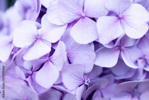 Hydrangea is pink, blue, lilac, violet, purple flowers are blooming in spring and summer at sunset in town garden. © Shi 