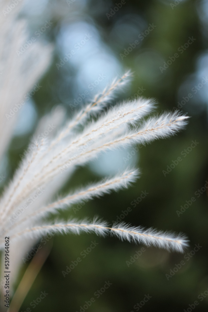 Blurred Bokeh Nature Background with Wild Dry Grass on Wind. Beautiful Defocused Aesthetic Wallpaper. Autumn Nature. Blurred Bokeh Nature Background with Wild Dry Grass on Wind. Beautiful Defocused Aesthetic Wallpaper. Autumn Nature.