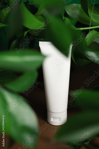 Blank tube with body cream among lush tropical leaves in studio closeup. Natural cosmetic product for routine care. Dermatological treatment (ID: 539964436)
