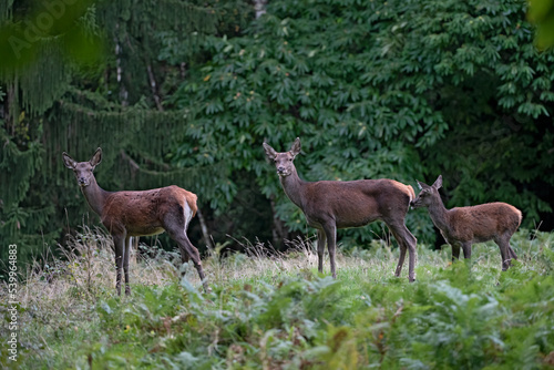 Cerf élaphe (Cervus elaphus) biche, bichette, faon en automne. Alpes. France