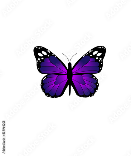 butterfly