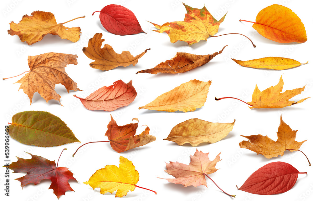 Fototapeta premium Autumn leaves isolated. Collection of colorful fallen autumn leaves isolated on white background. Autumn concept.