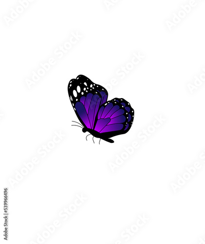 butterfly isolated on white