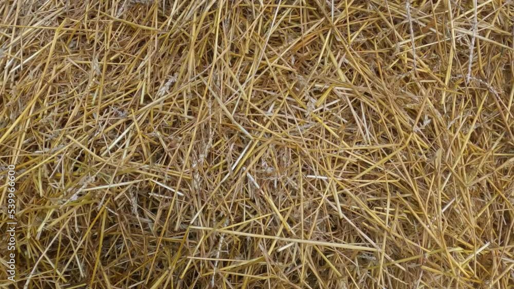 Heap of the old wheat straw harvested last year Heap of the old wheat straw harvested last year