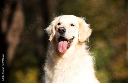 golden retriever dog looking in the park
