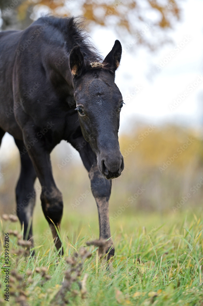 portrait of black walking colt at cloudy fall evening on field. farming life portrait of black walking colt at cloudy fall evening on field. farming life