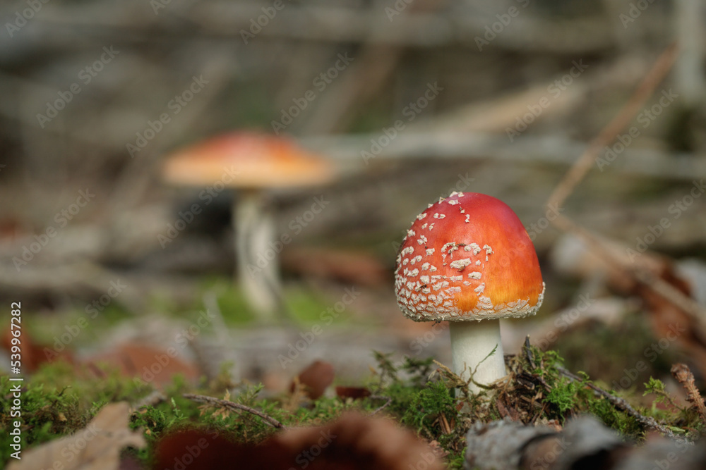 Fly (Amanita muscaria) in natural forest floor. Fly (Amanita muscaria) in natural forest floor.
