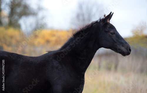portrait of black beautiful colt poseing at cloudy fall evening. farming life