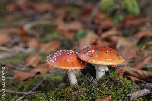 Fly agarics (Amanita muscaria) in natural forest floor.