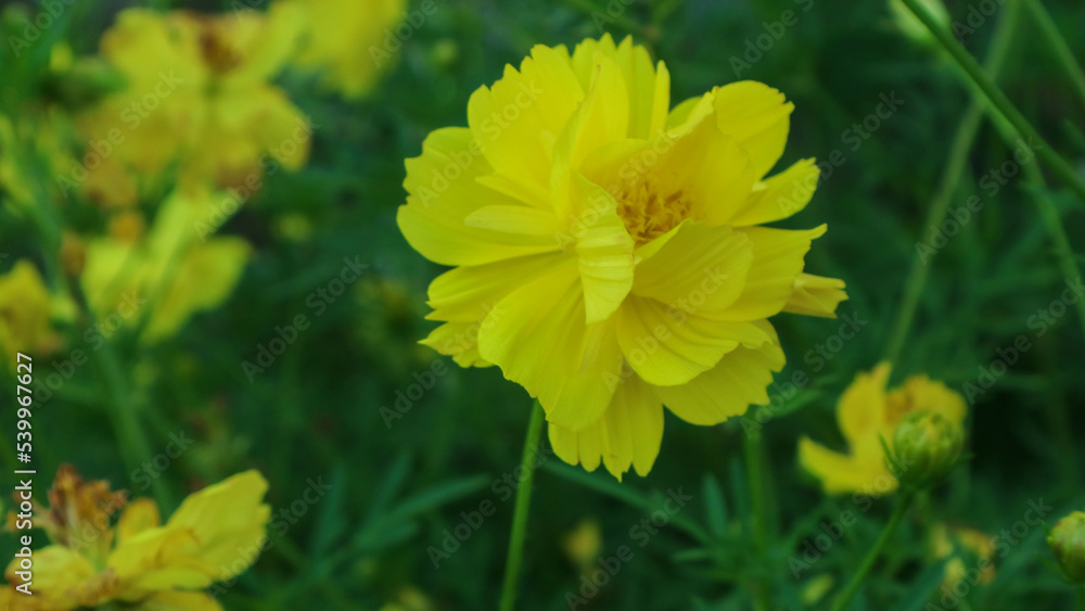 beautiful yellow flower in garden beautiful yellow flower in garden