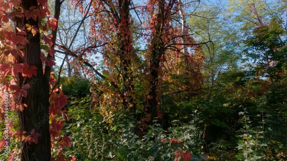 Maiden grapes stems creeping along the tree trunks in autumn Maiden grapes stems creeping along the tree trunks in autumn