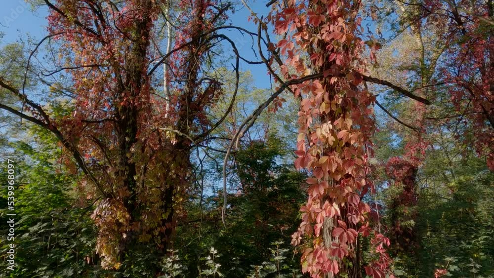 Maiden grapes stems creeping along the tree trunks in autumn Maiden grapes stems creeping along the tree trunks in autumn
