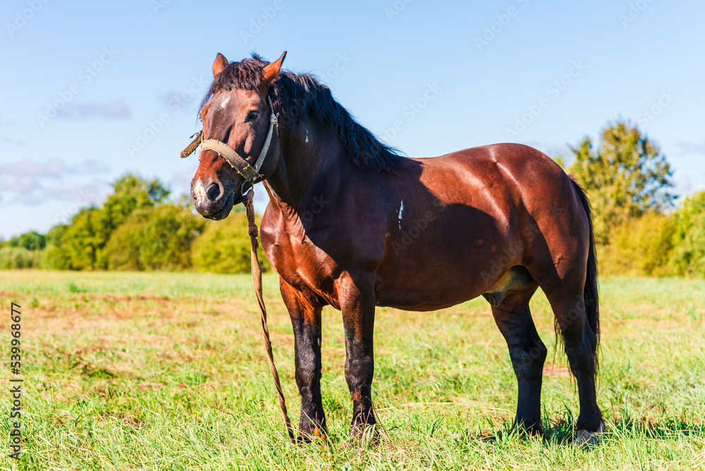 Obraz premium Brown Horse in a pasture of a farm. Chestnut Horse Standing Outdoor nature.Summer day.